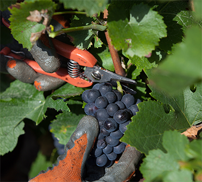 Vignoble