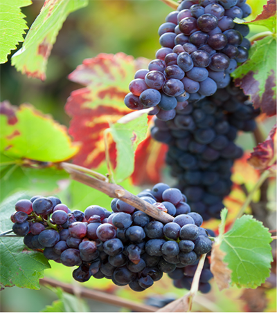 Grappes